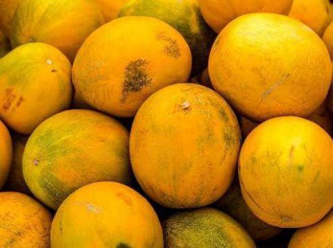 梦见摘甜瓜吃瓜,甜瓜诱惑下的甜蜜启示