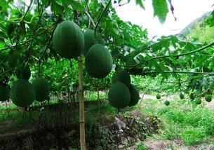 青吊瓜怎么吃,解锁美味新体验