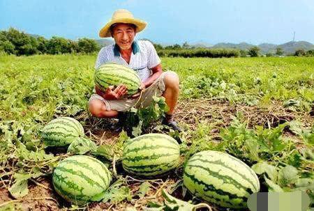 路边吃瓜冠军,揭秘路边吃瓜冠军的绝技与魅力