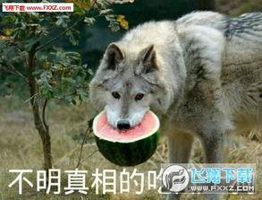 吃瓜群众狗狗表情包下载,吃瓜群众萌态再现