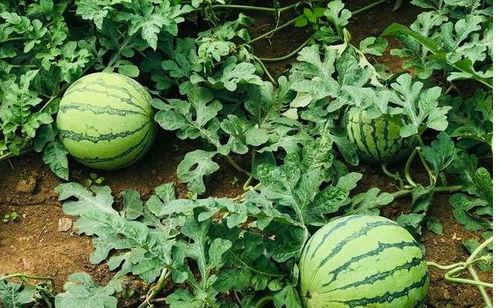 长垣青岗吃瓜事件,一场引发热议的社区冲突