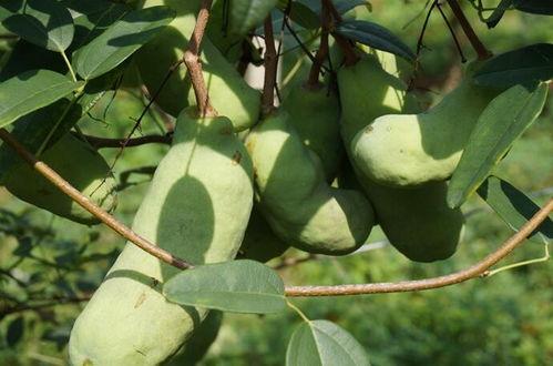 吃山子瓜,大自然的馈赠，舌尖上的美味探索