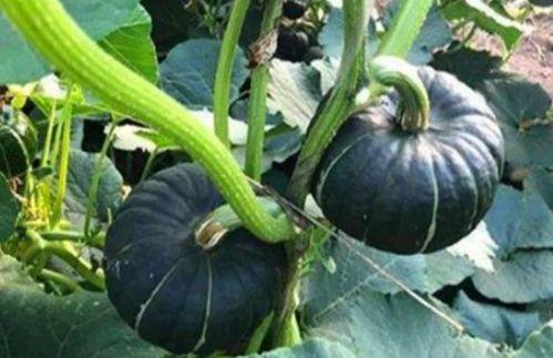 吃小瓜什么意思,揭秘“吃小瓜”背后的趣味与内涵