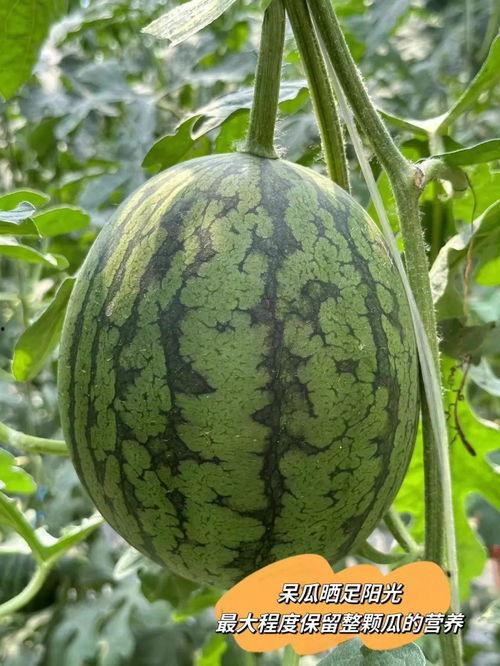 喜欢吃瓜爱吃瓜,揭秘瓜类美食的诱惑与魅力