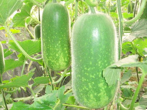 吃瓜粉丝取名大全