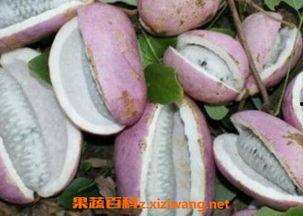 八月瓜吃皮,天然食材的另类利用与养生之道