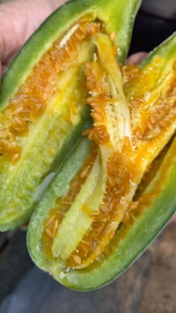 coco和小黄吃瓜,瓜田里的欢乐时光