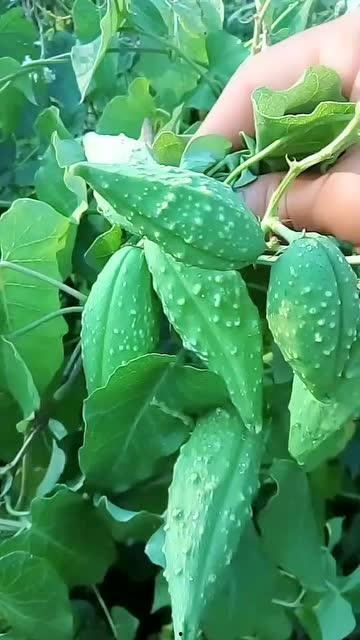 瓢瓜老了怎么吃,探索老瓜新吃法