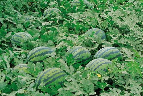 前济宁学院吃瓜,揭秘校园热点背后的真相