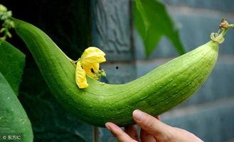 吃瓜太多如何散热,吃瓜过多如何有效散热